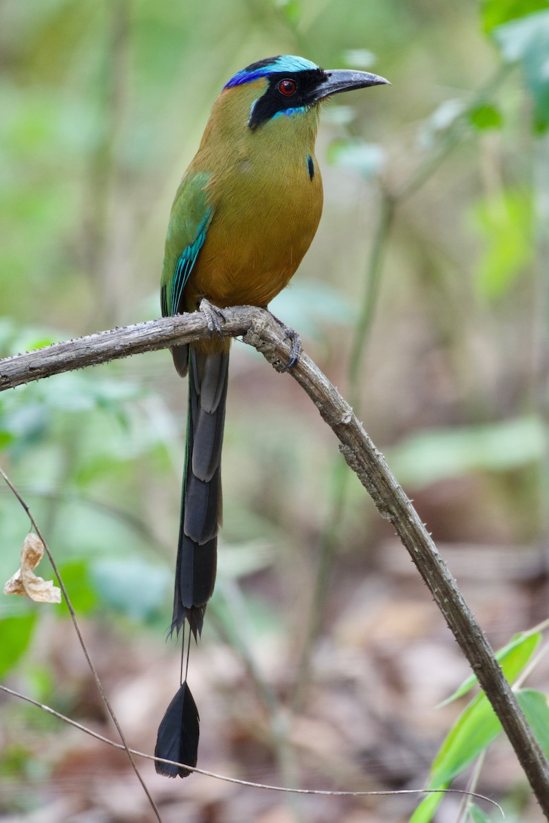 Whooping Motmot - ML152396801