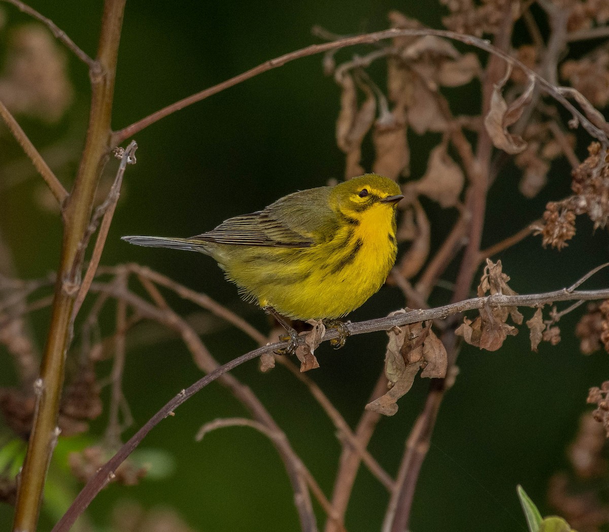 Prairie Warbler - David Hall