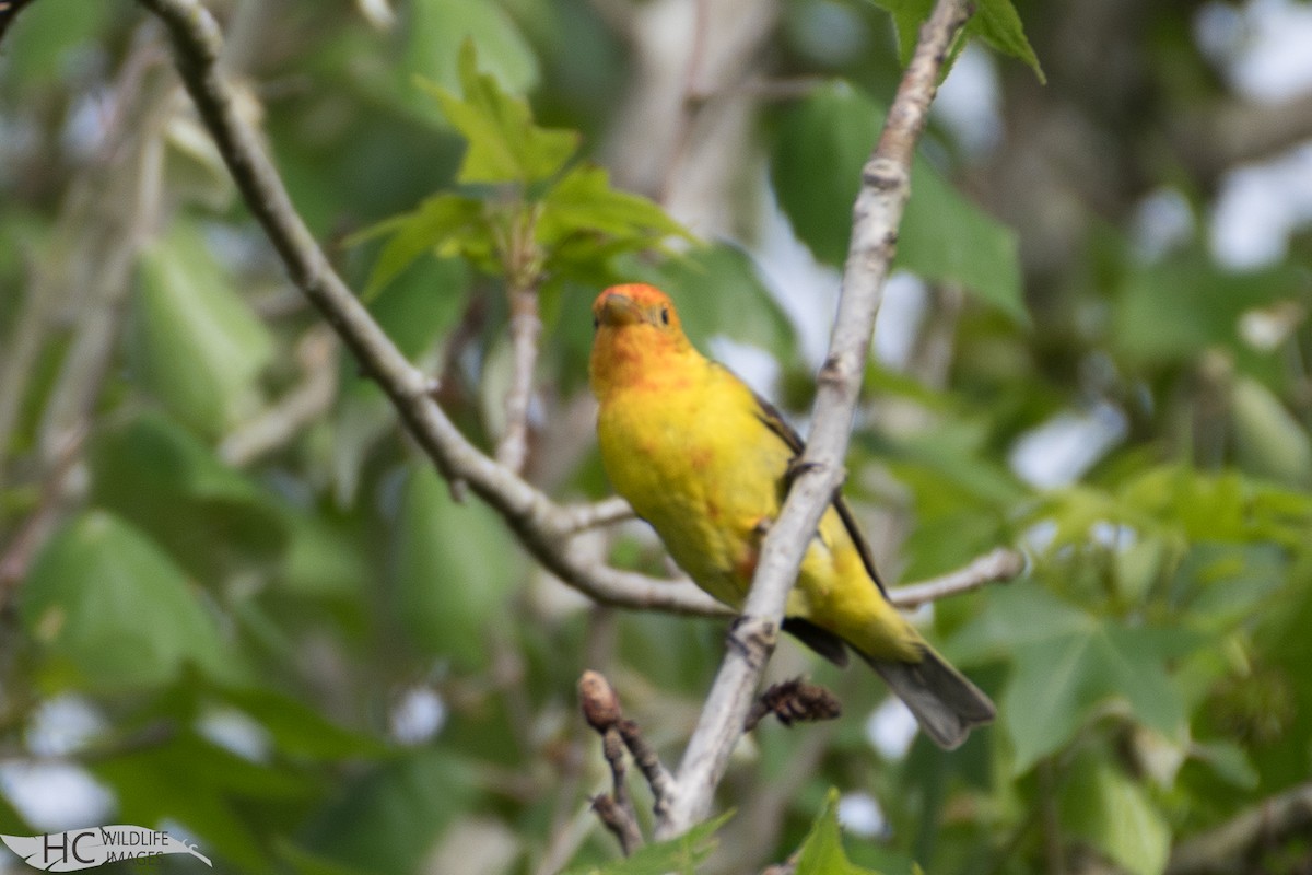 Western Tanager - ML152397021