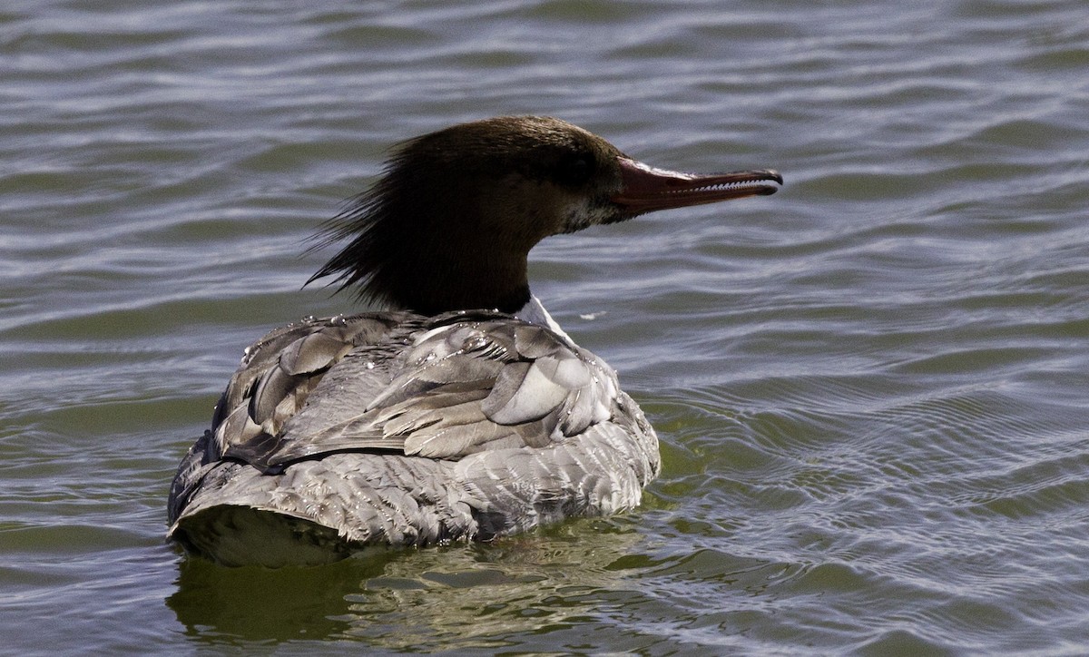 Common Merganser - ML152397291