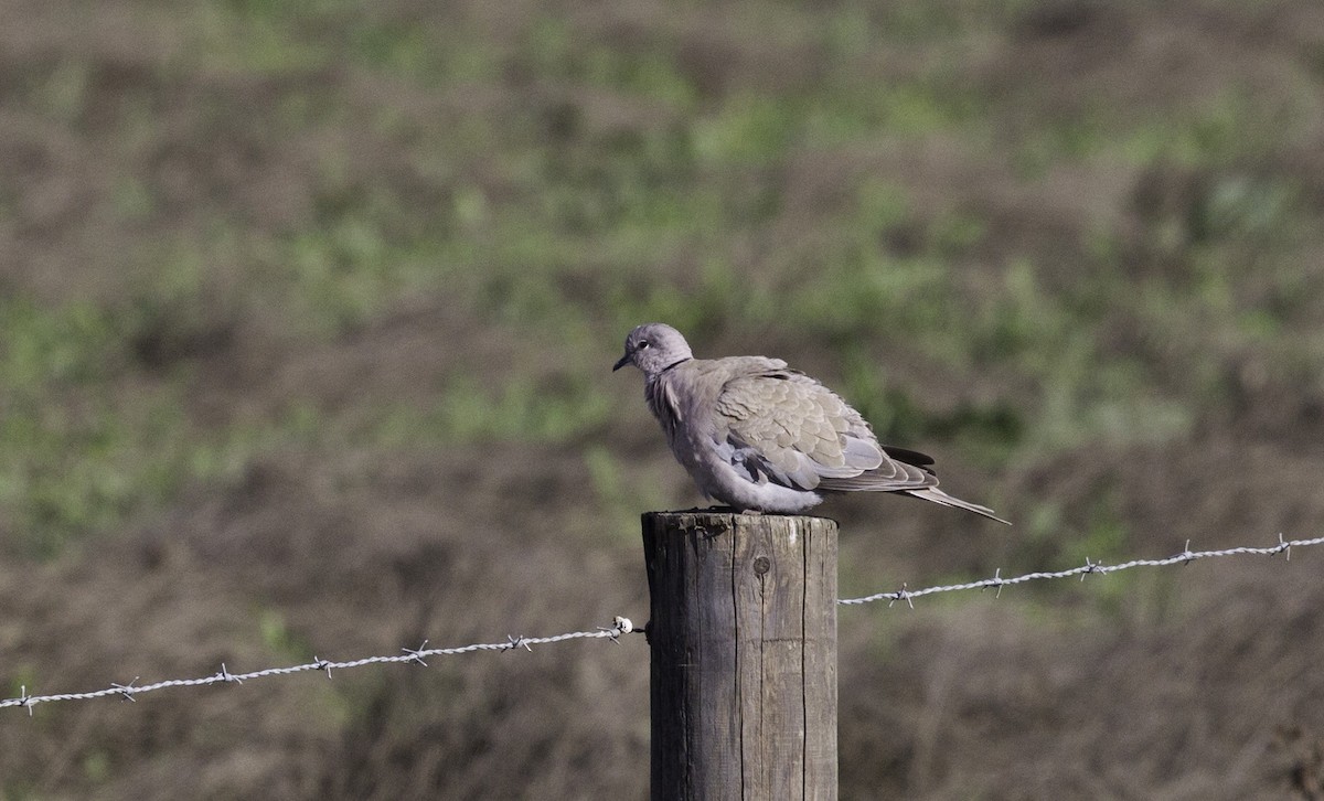 灰斑鳩 - ML152397521