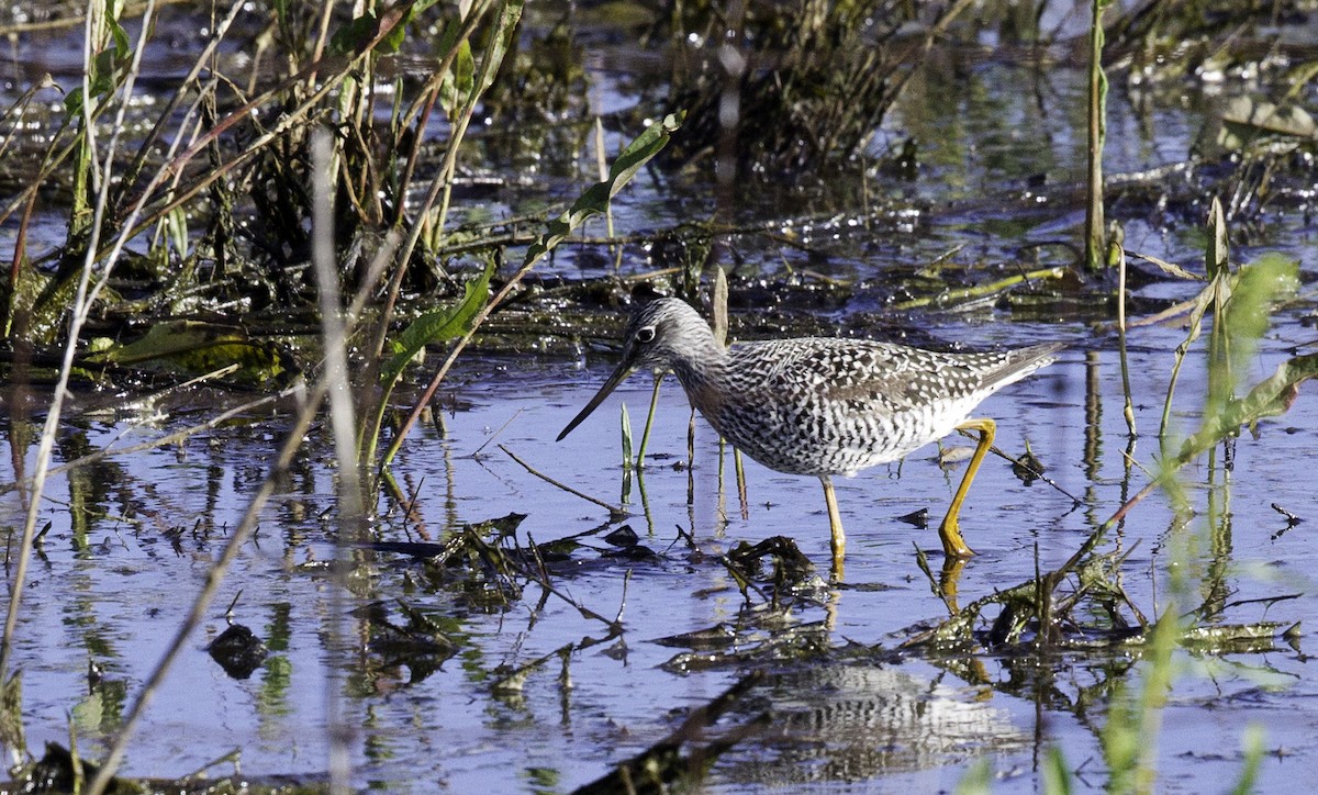 Greater Yellowlegs - ML152397661