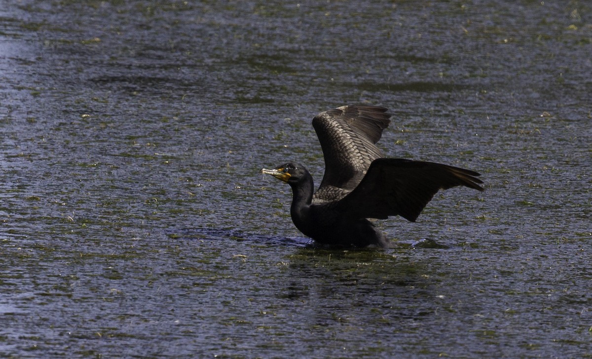 Cormoran à aigrettes - ML152398121