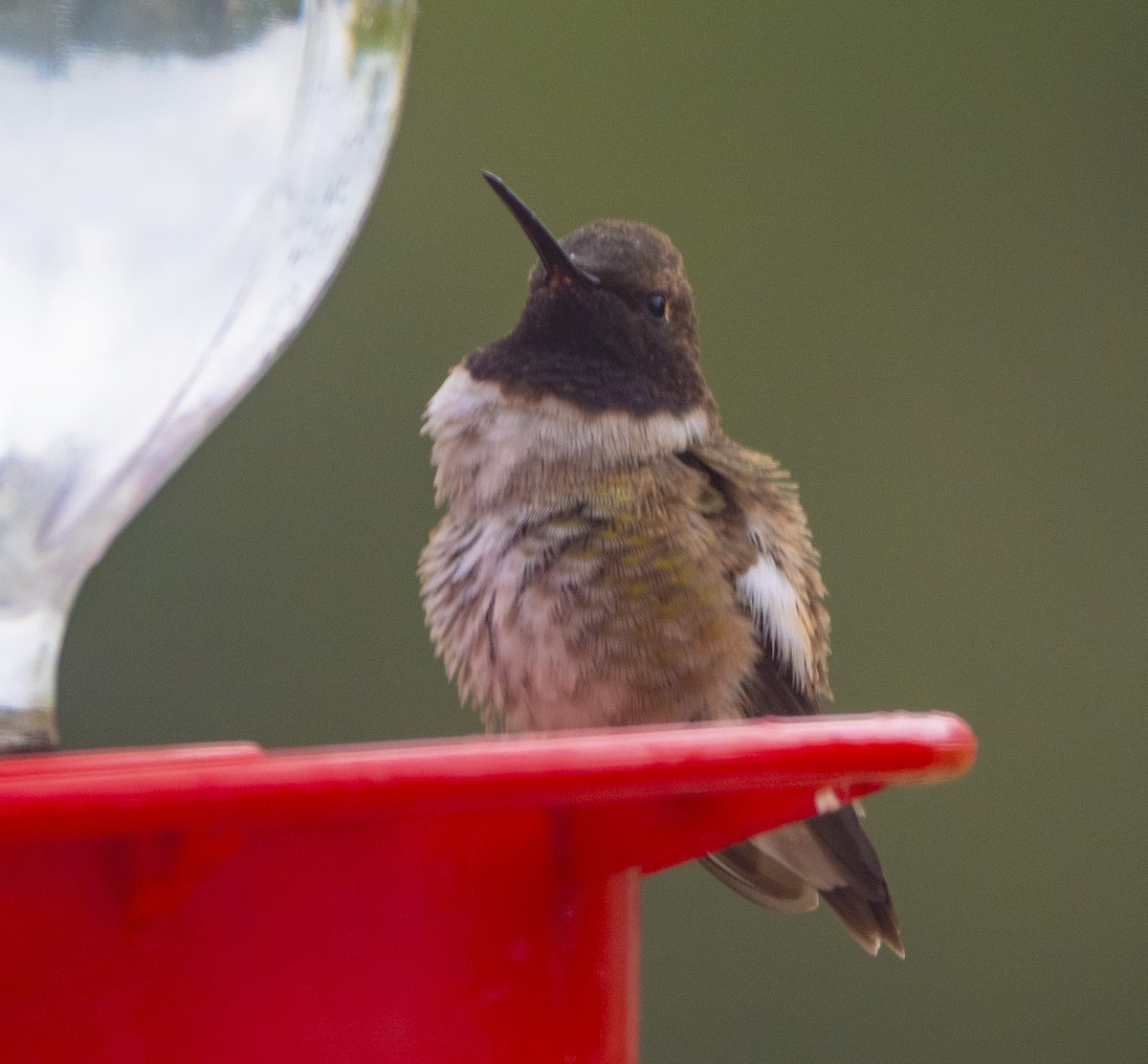 Colibri à gorge noire - ML152398291