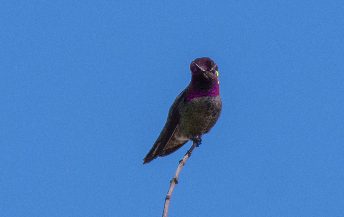 rødmaskekolibri - ML152398311