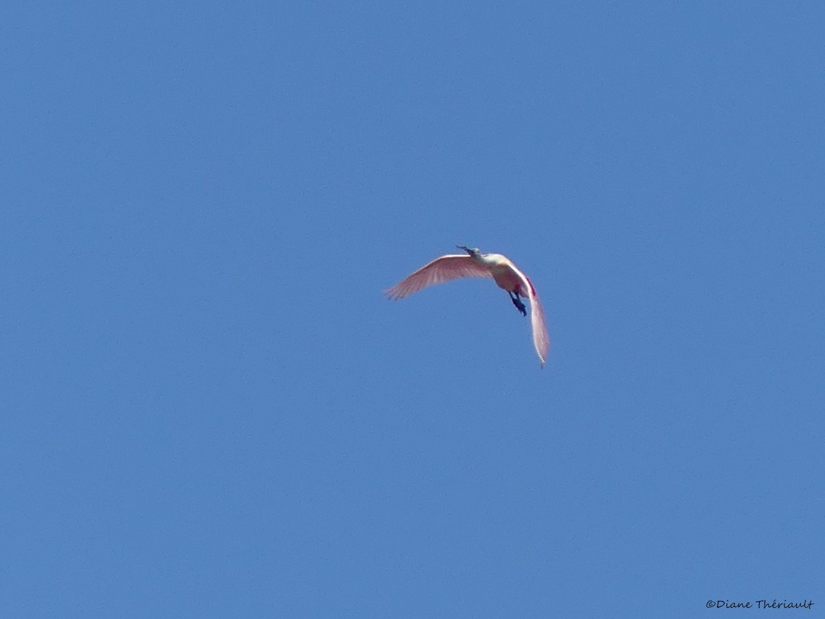 Roseate Spoonbill - ML152398991