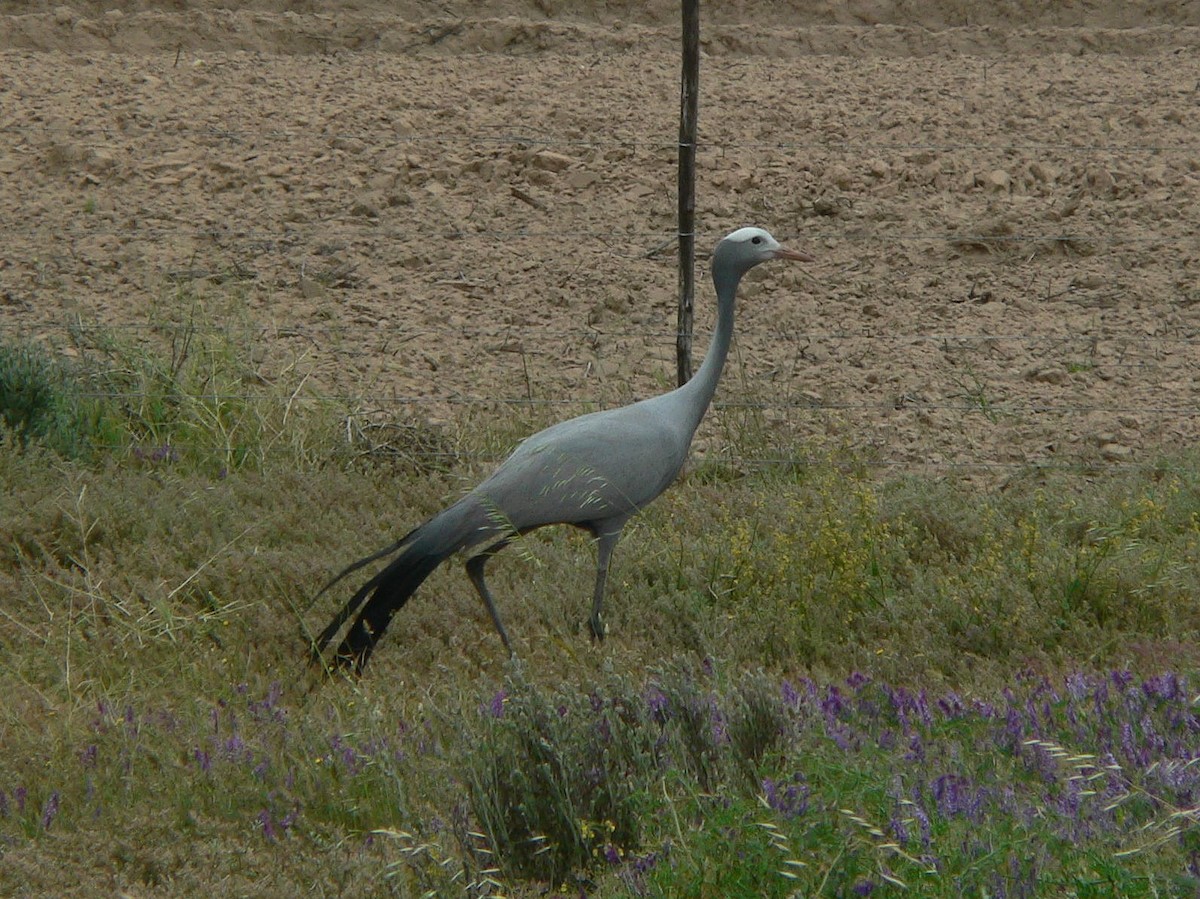 Blue Crane - ML152399271