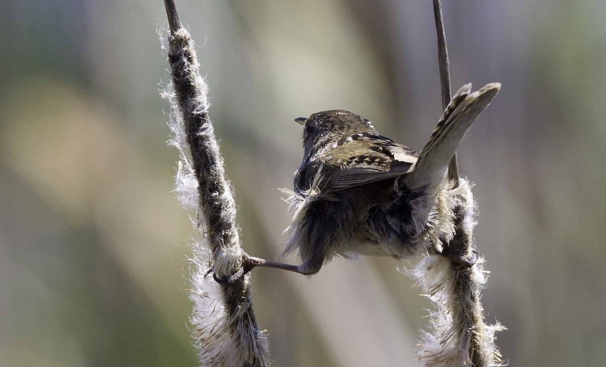 Marsh Wren - ML152399371