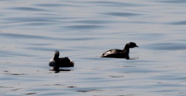 Pied-billed Grebe - ML152399581