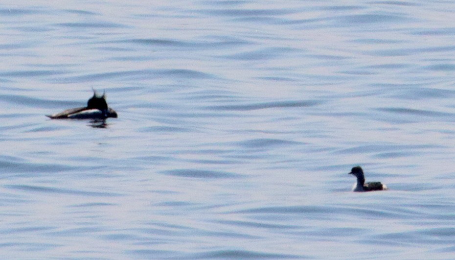 Pied-billed Grebe - ML152399591