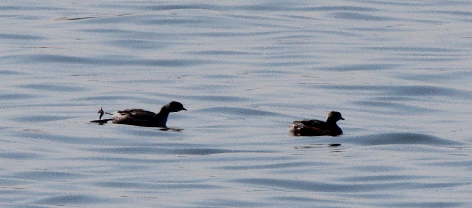 Pied-billed Grebe - ML152399601