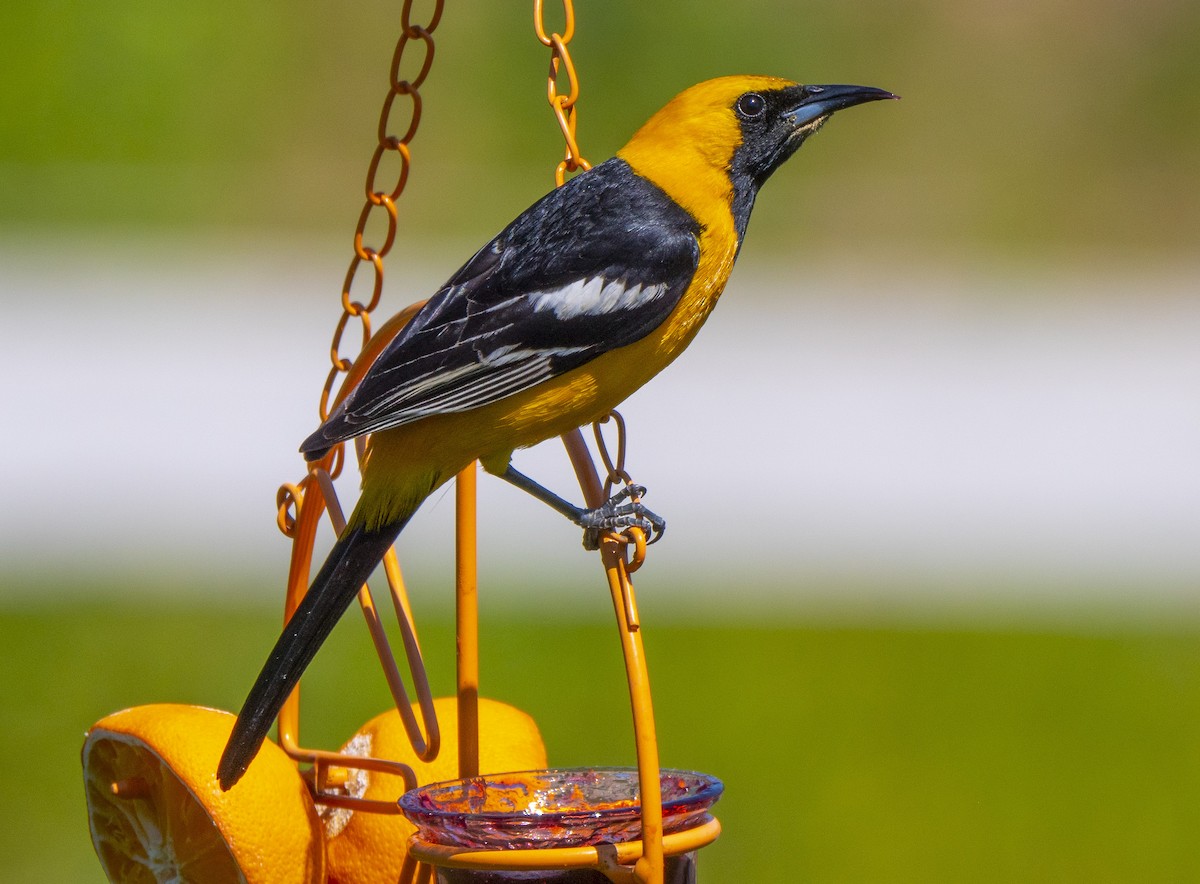 Hooded Oriole - ML152399761