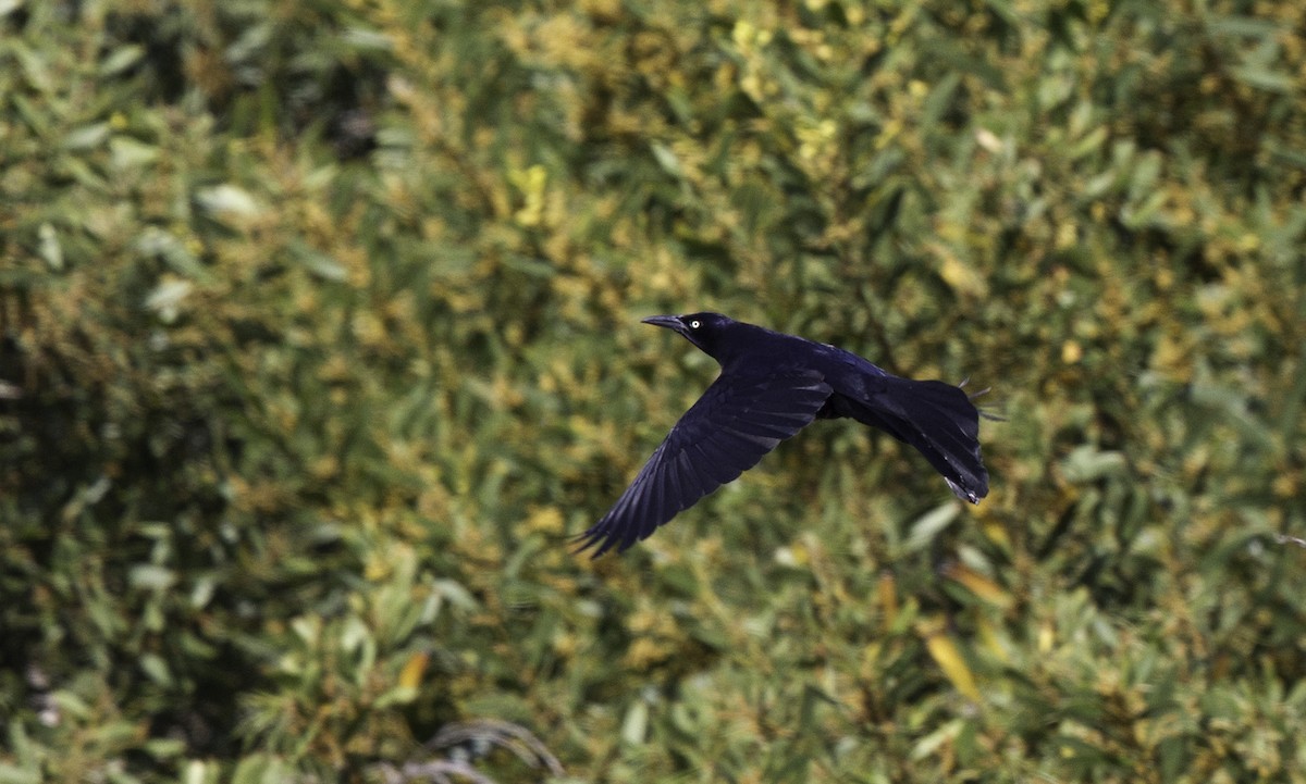 Great-tailed Grackle - ML152400121