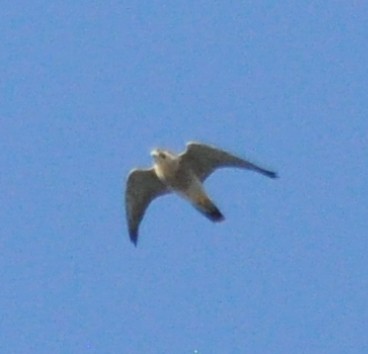 Peregrine Falcon - ML152400501