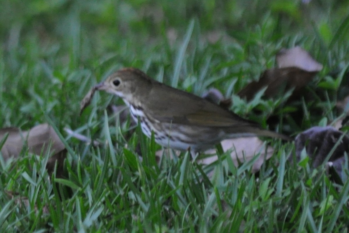 Ovenbird - ML152400841