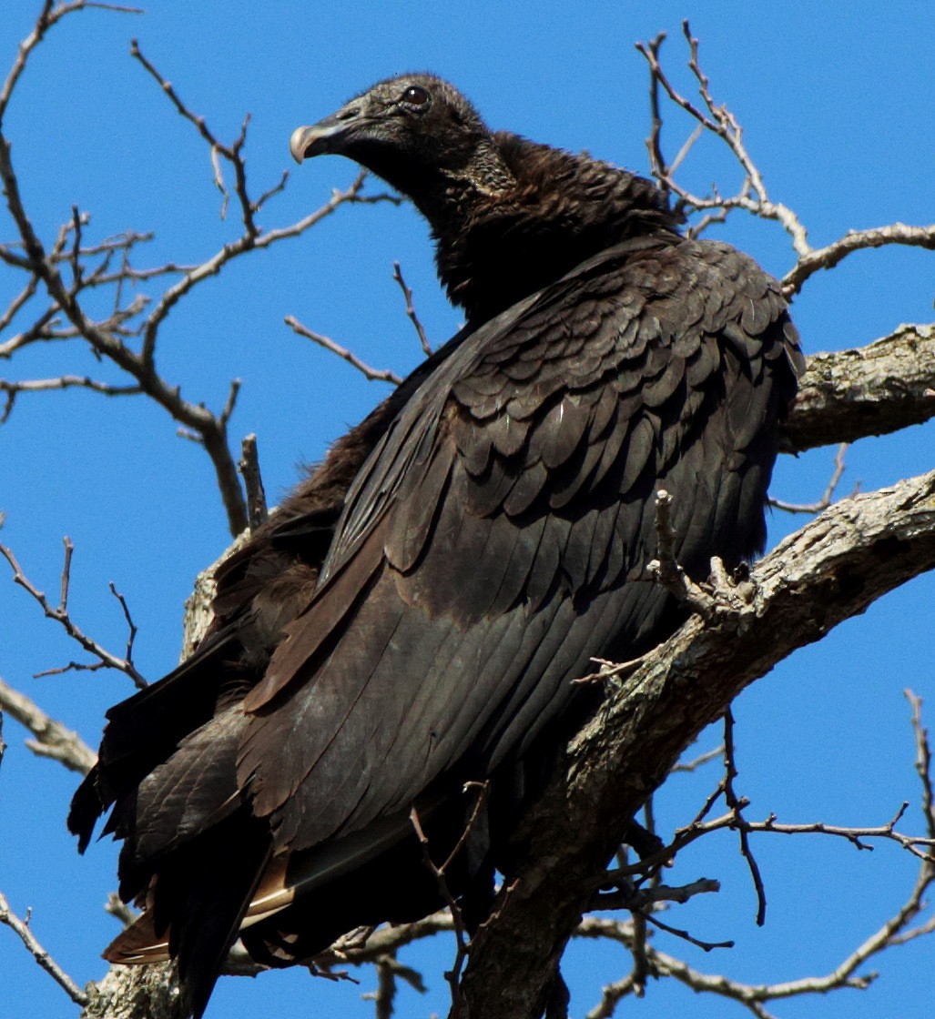 Black Vulture - ML152402511
