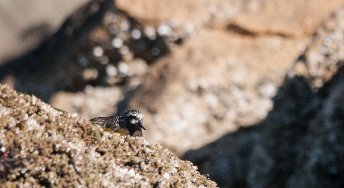 kamenáček černohlavý - ML152404111