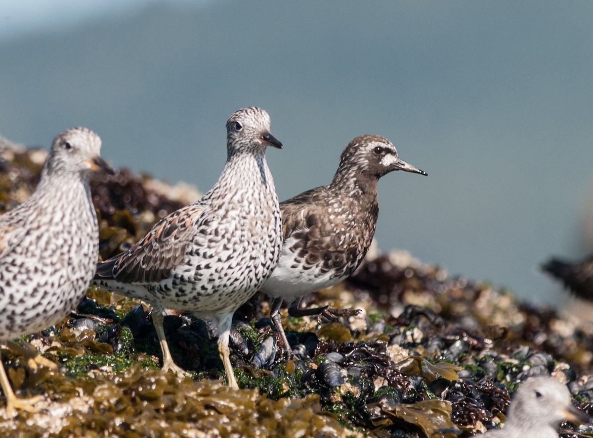 kamenáček černohlavý - ML152404121