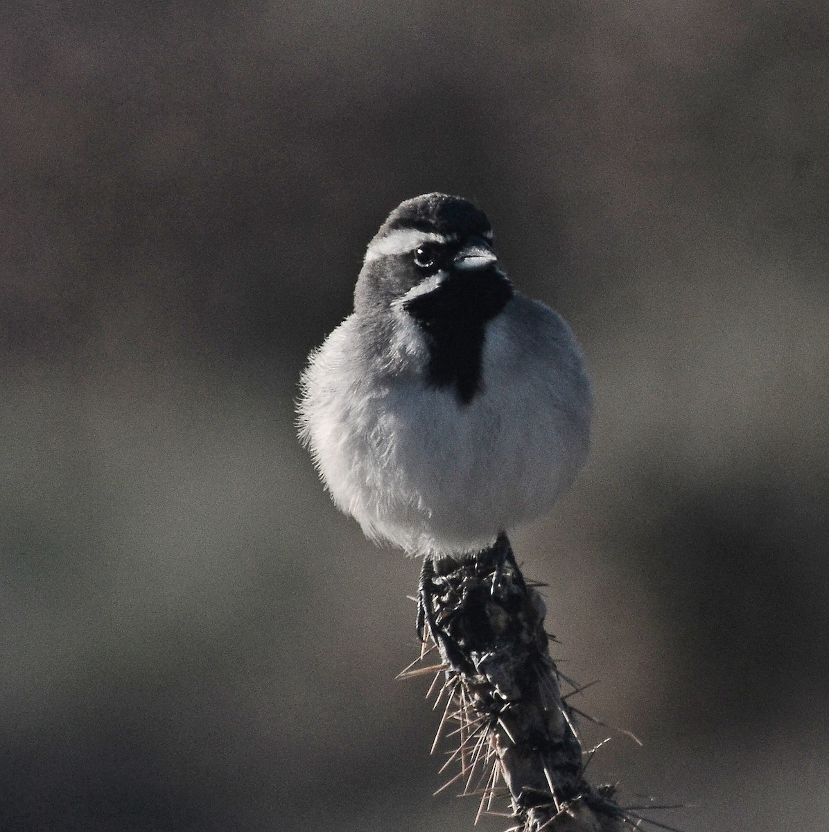 Black-throated Sparrow - ML152404141