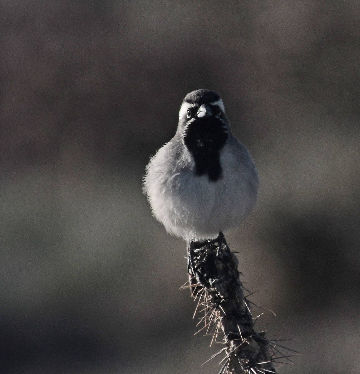 Black-throated Sparrow - ML152404181