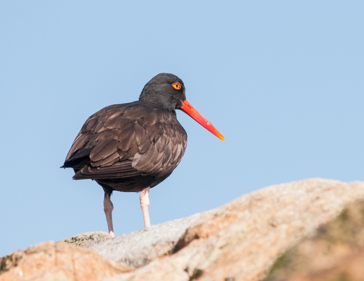 ústřičník západní - ML152404801