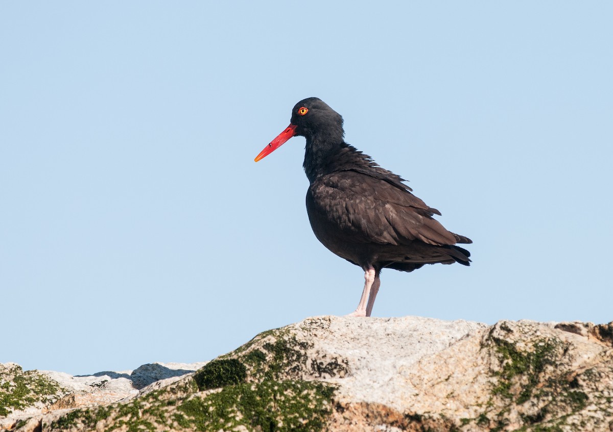 ústřičník západní - ML152404811