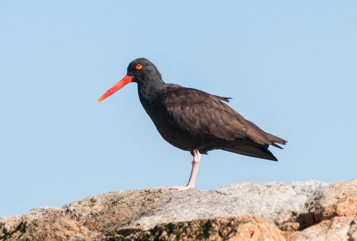 ústřičník západní - ML152404821