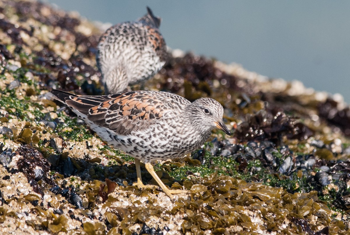 jespák příbojový - ML152405401