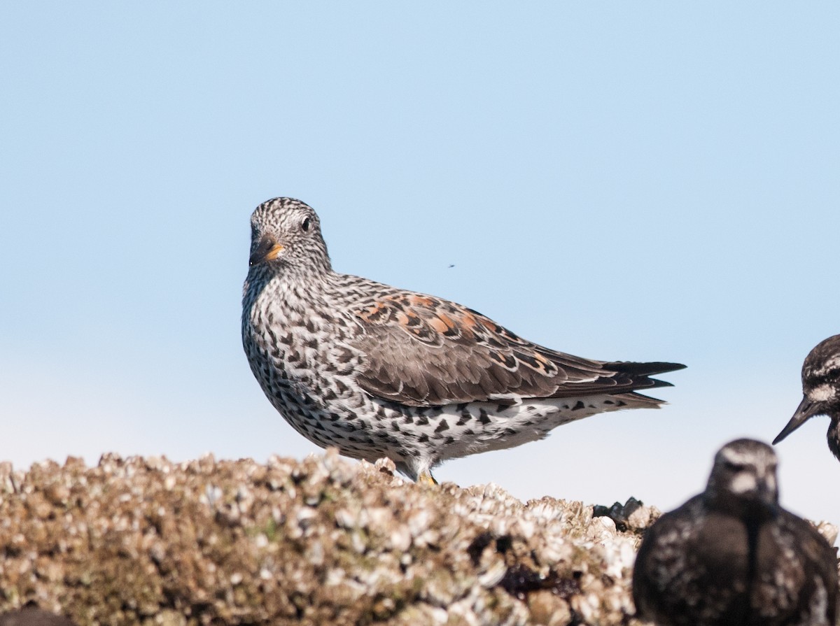 jespák příbojový - ML152405491