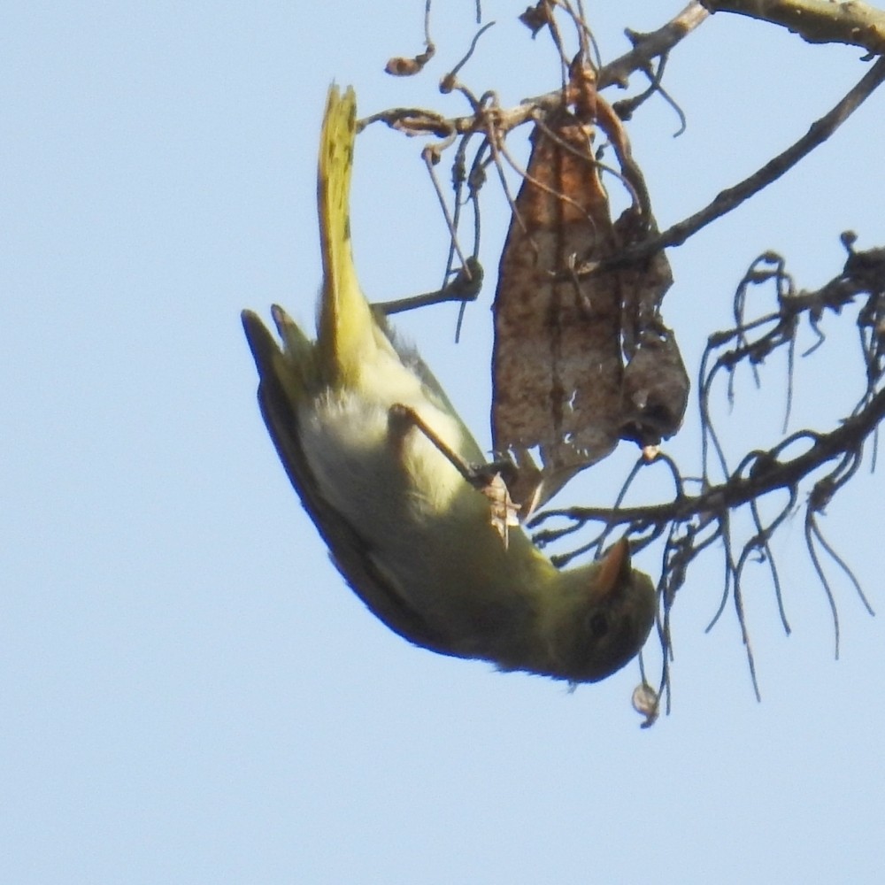 Guira Tanager - ML152405511