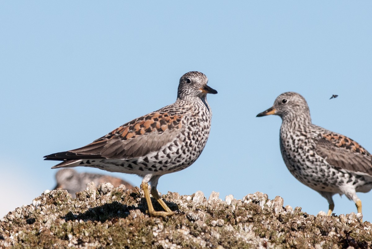 jespák příbojový - ML152405521