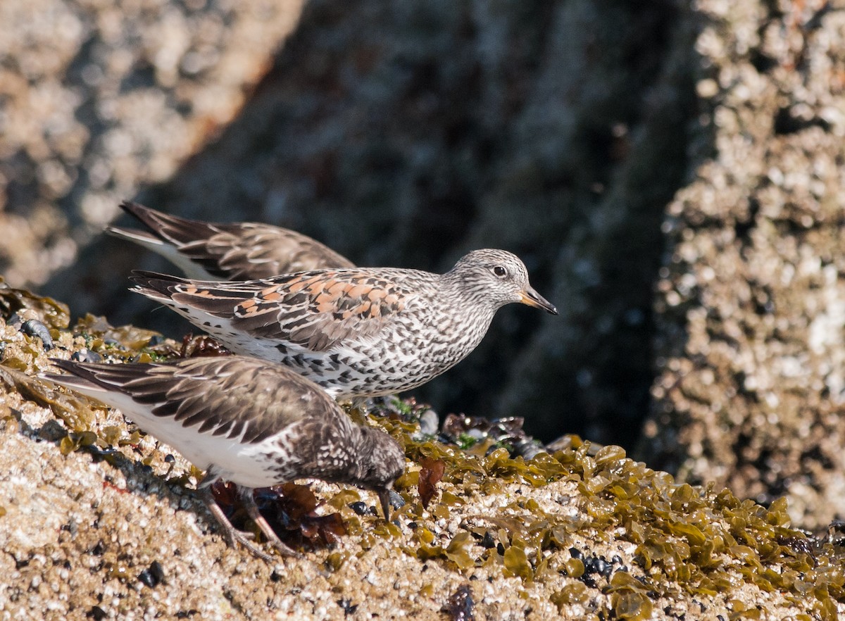 jespák příbojový - ML152405551