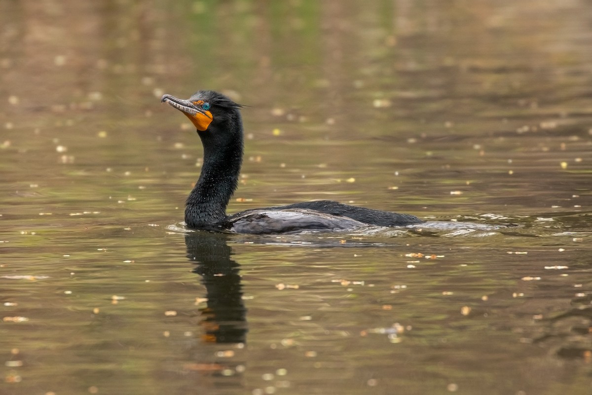 Double-crested Cormorant - ML152406291