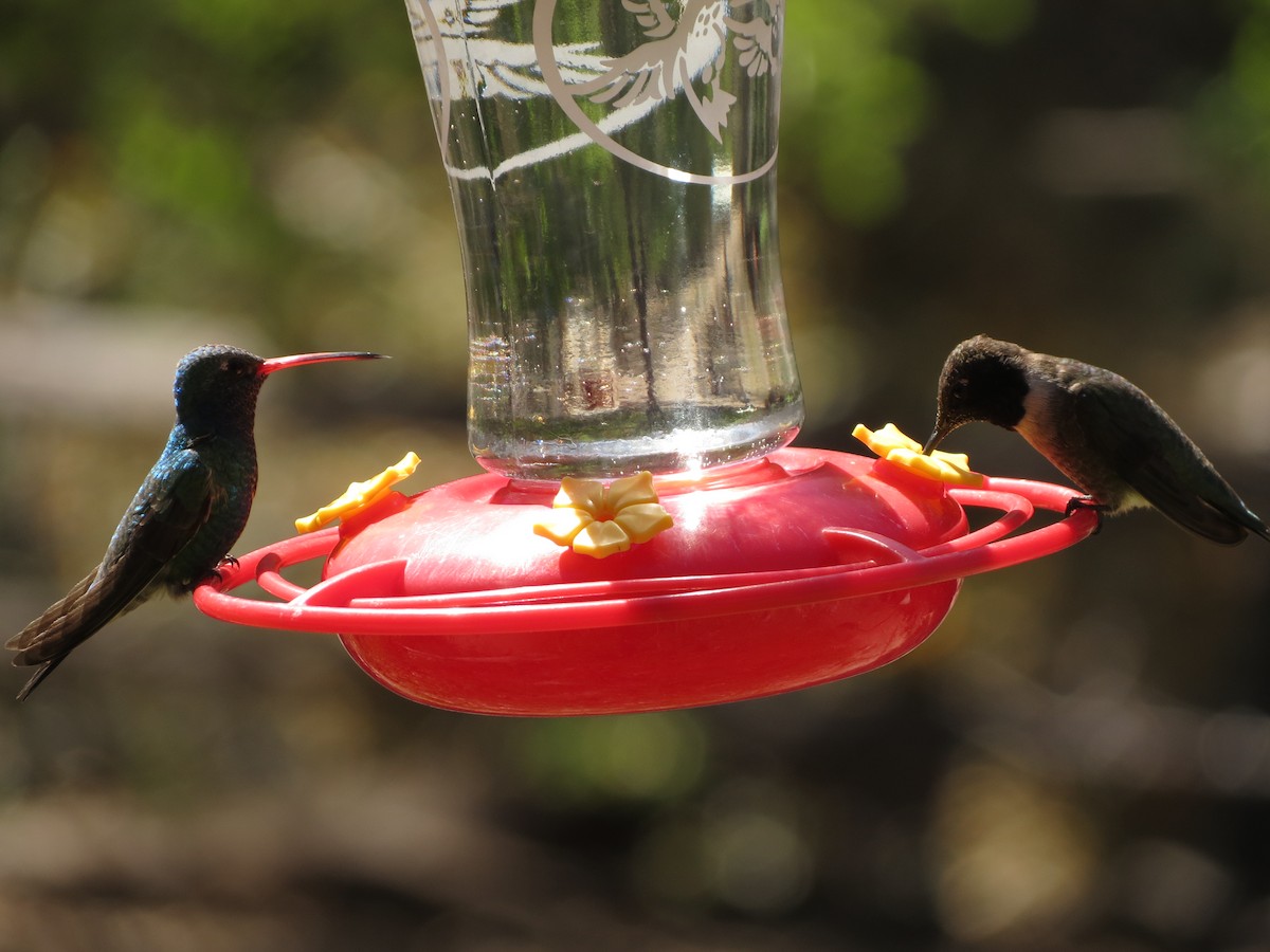 Broad-billed Hummingbird - ML152407091