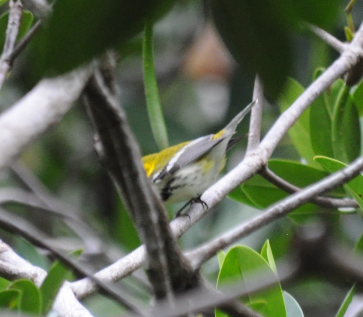 Black-throated Green Warbler - ML152407271