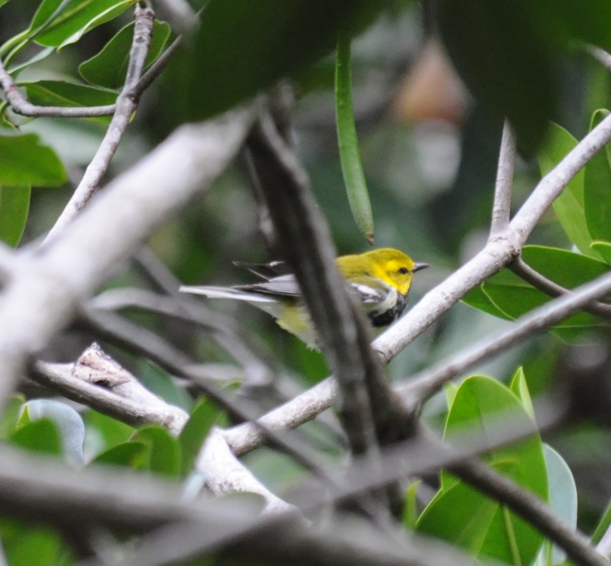 Black-throated Green Warbler - ML152407291