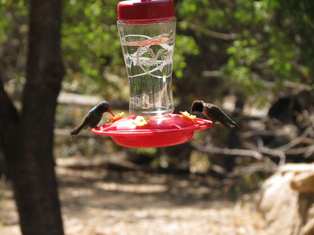 Kara Boğazlı Kolibri - ML152407331