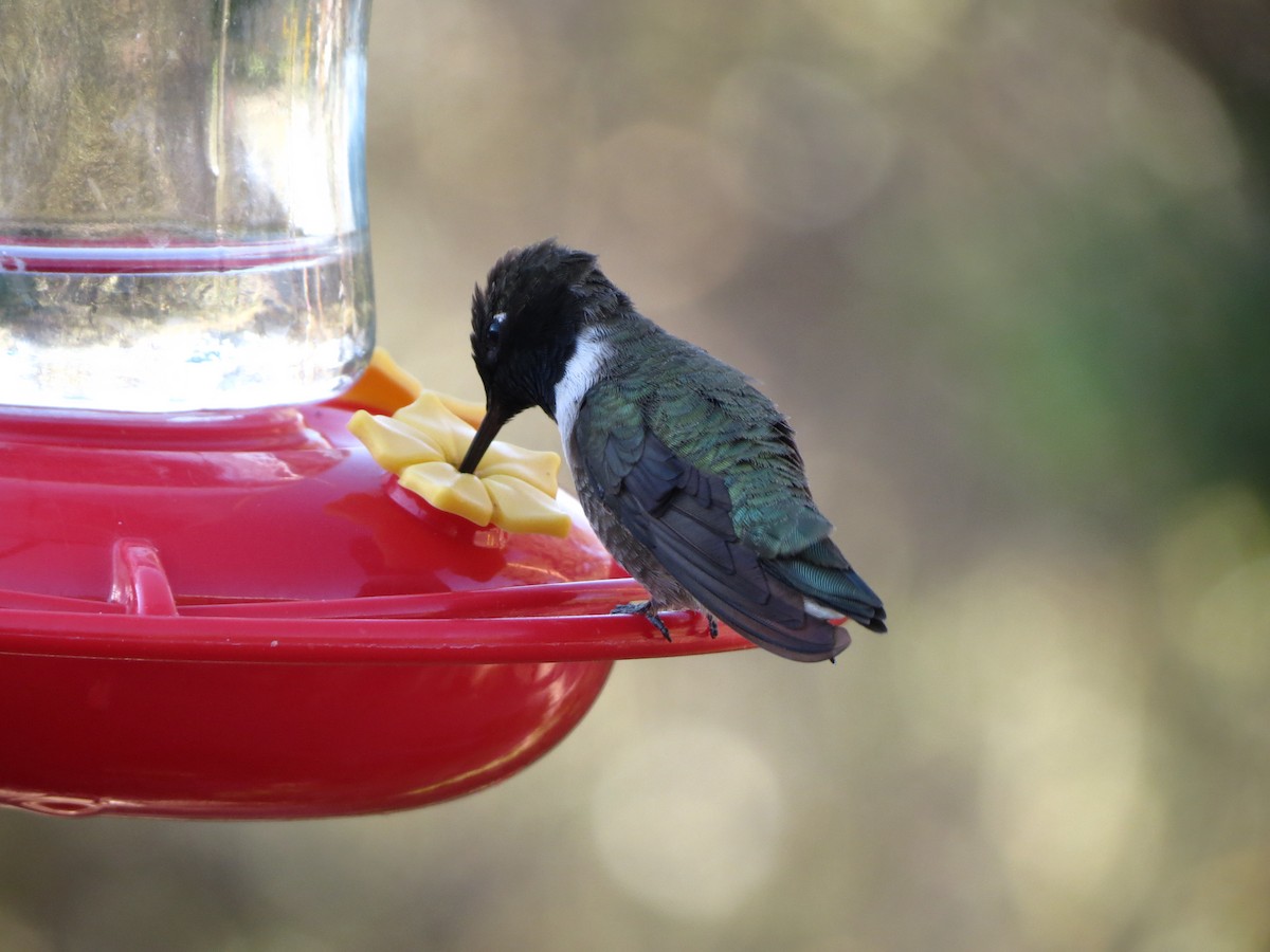 Black-chinned Hummingbird - ML152407351