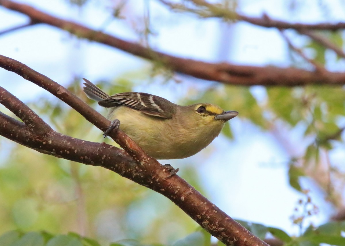 Thick-billed Vireo - Mark Gallagher