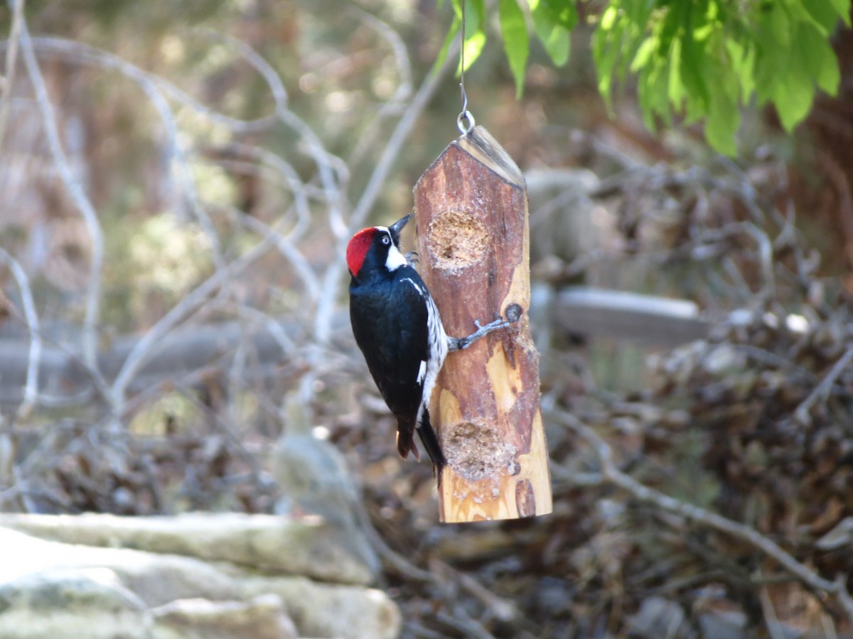 Acorn Woodpecker - ML152407591