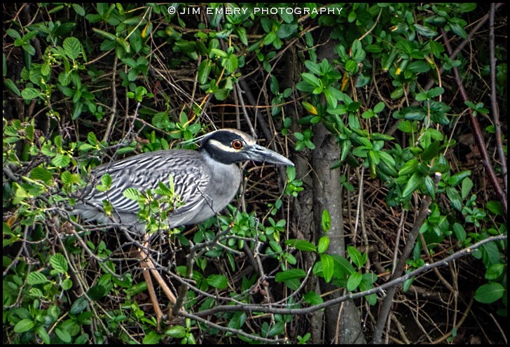 Yellow-crowned Night Heron - Jim Emery