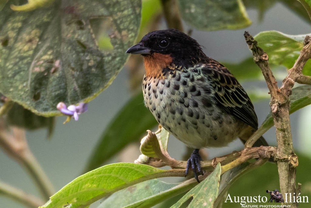 Rufous-throated Tanager - Augusto Ilian