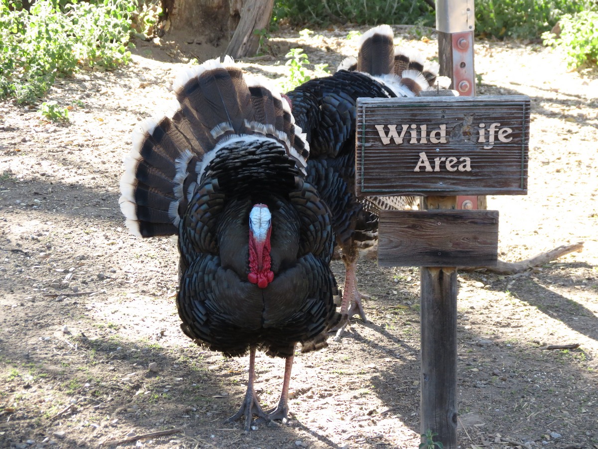 Wild Turkey - ML152407871