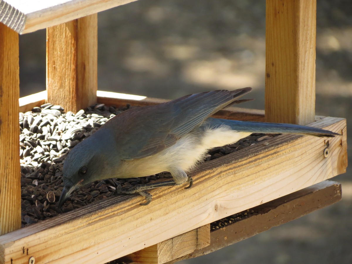 Mexican Jay - ML152408101