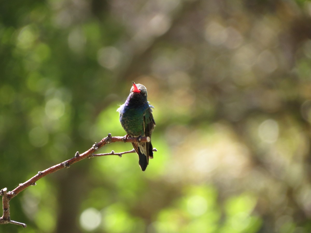 Broad-billed Hummingbird - ML152408371
