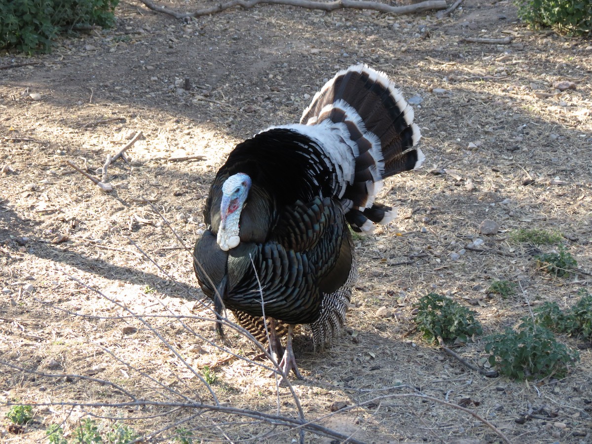 Wild Turkey - ML152408461