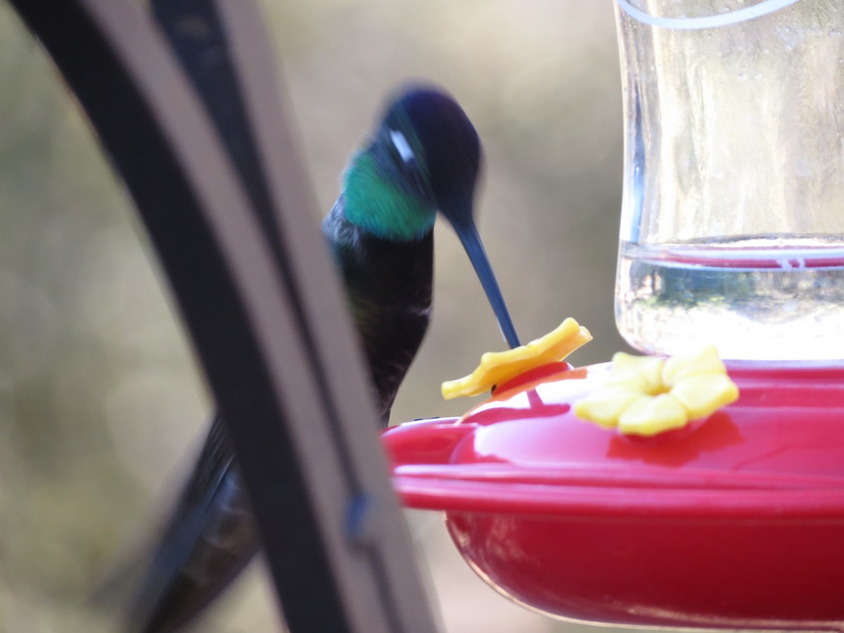 Rivoli's Hummingbird - ML152408551