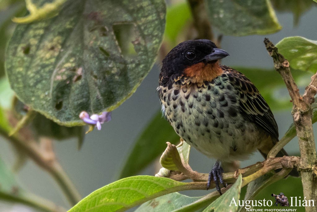 Rufous-throated Tanager - Augusto Ilian