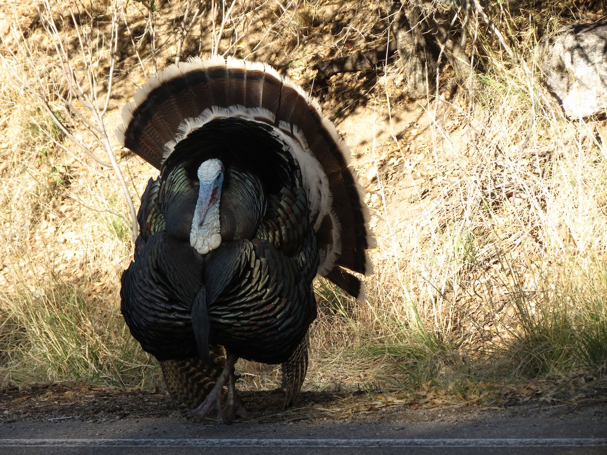 Wild Turkey - ML152409051