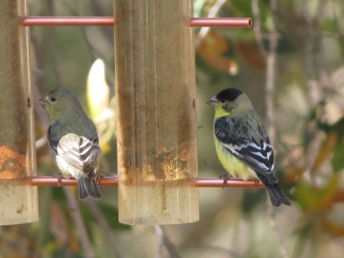 Lesser Goldfinch - ML152409291